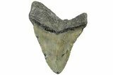 Bargain, Fossil Megalodon Tooth - North Carolina #308241-1